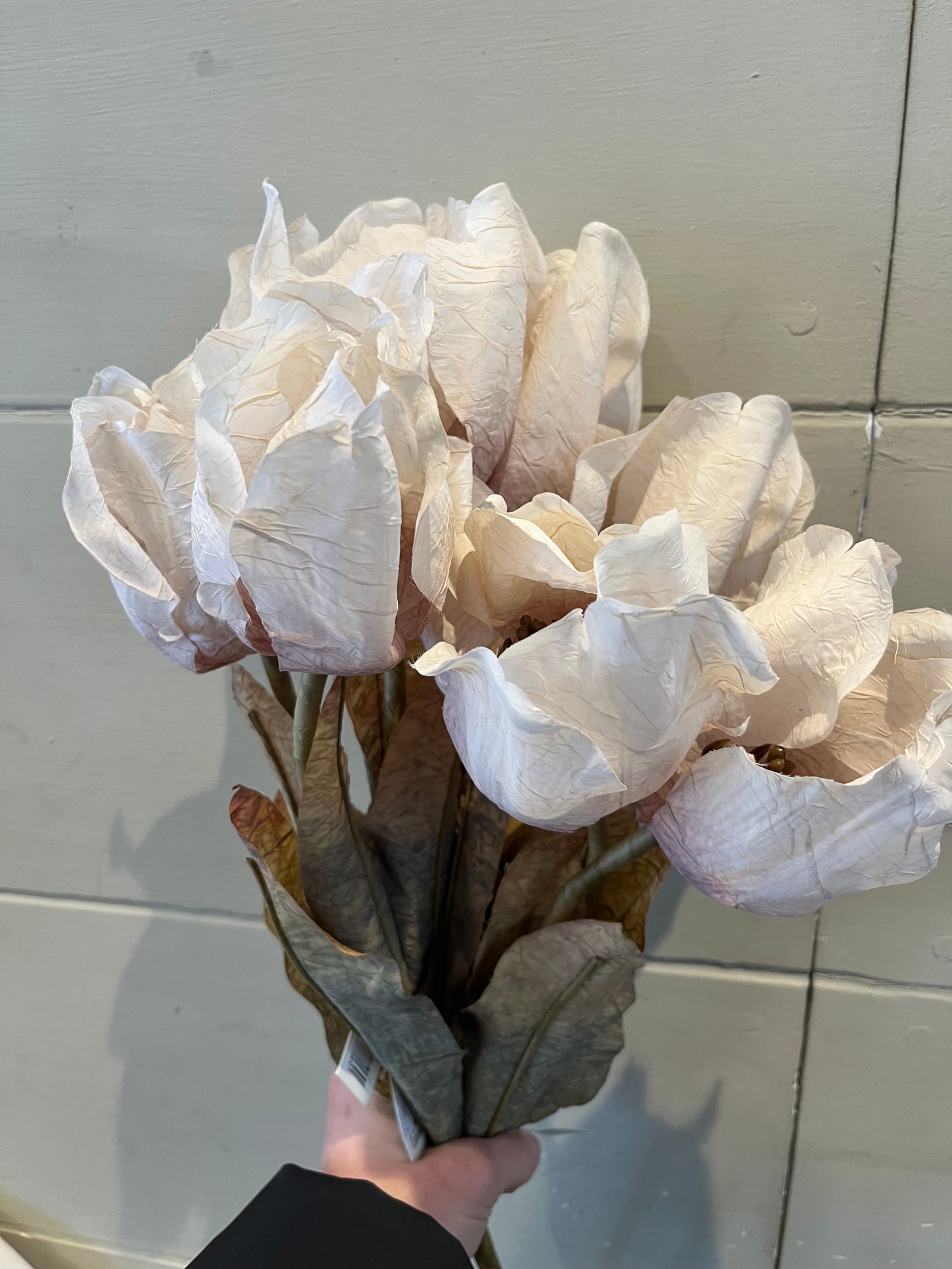 Dried Touch Large Tulip Stem - Oyster
