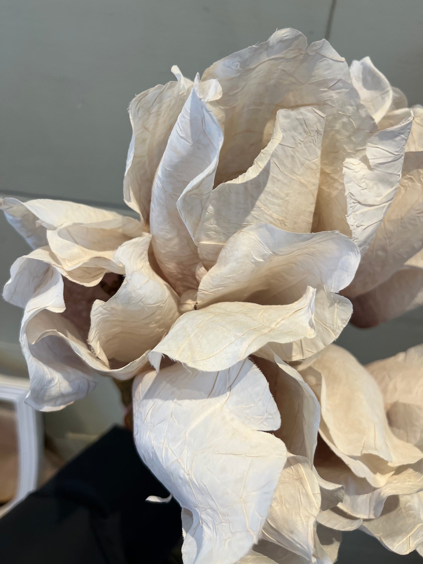 Dried Touch Large Tulip Stem - Oyster