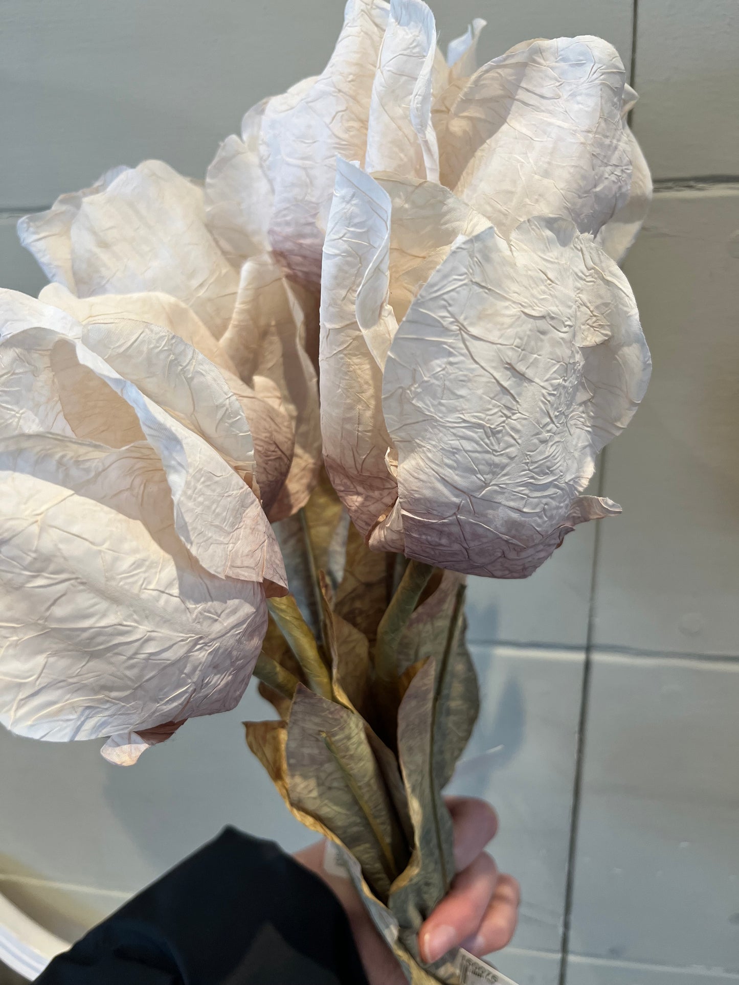 Dried Touch Large Tulip Stem - Oyster