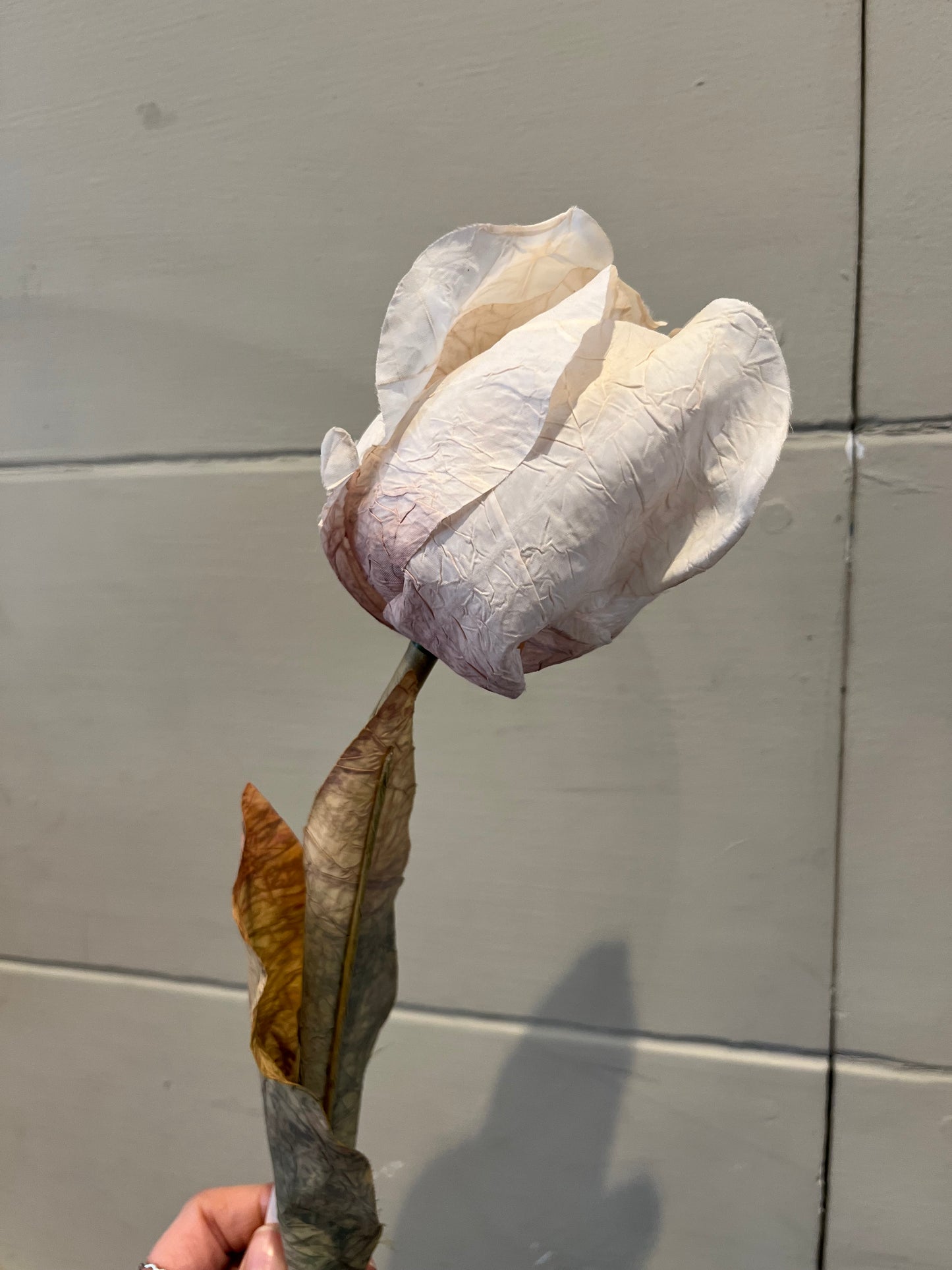 Dried Touch Large Tulip Stem - Oyster