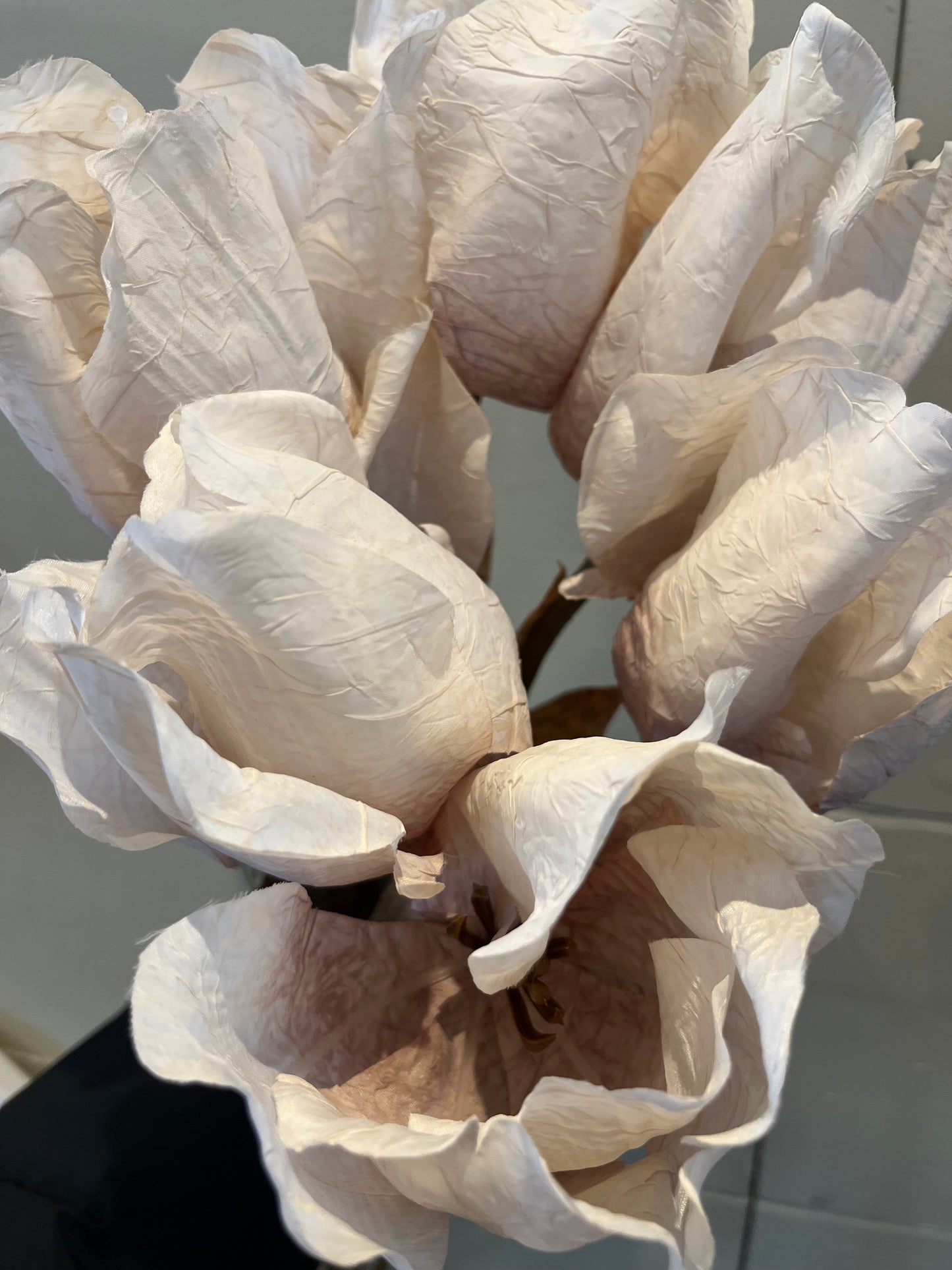 Dried Touch Large Tulip Stem - Oyster