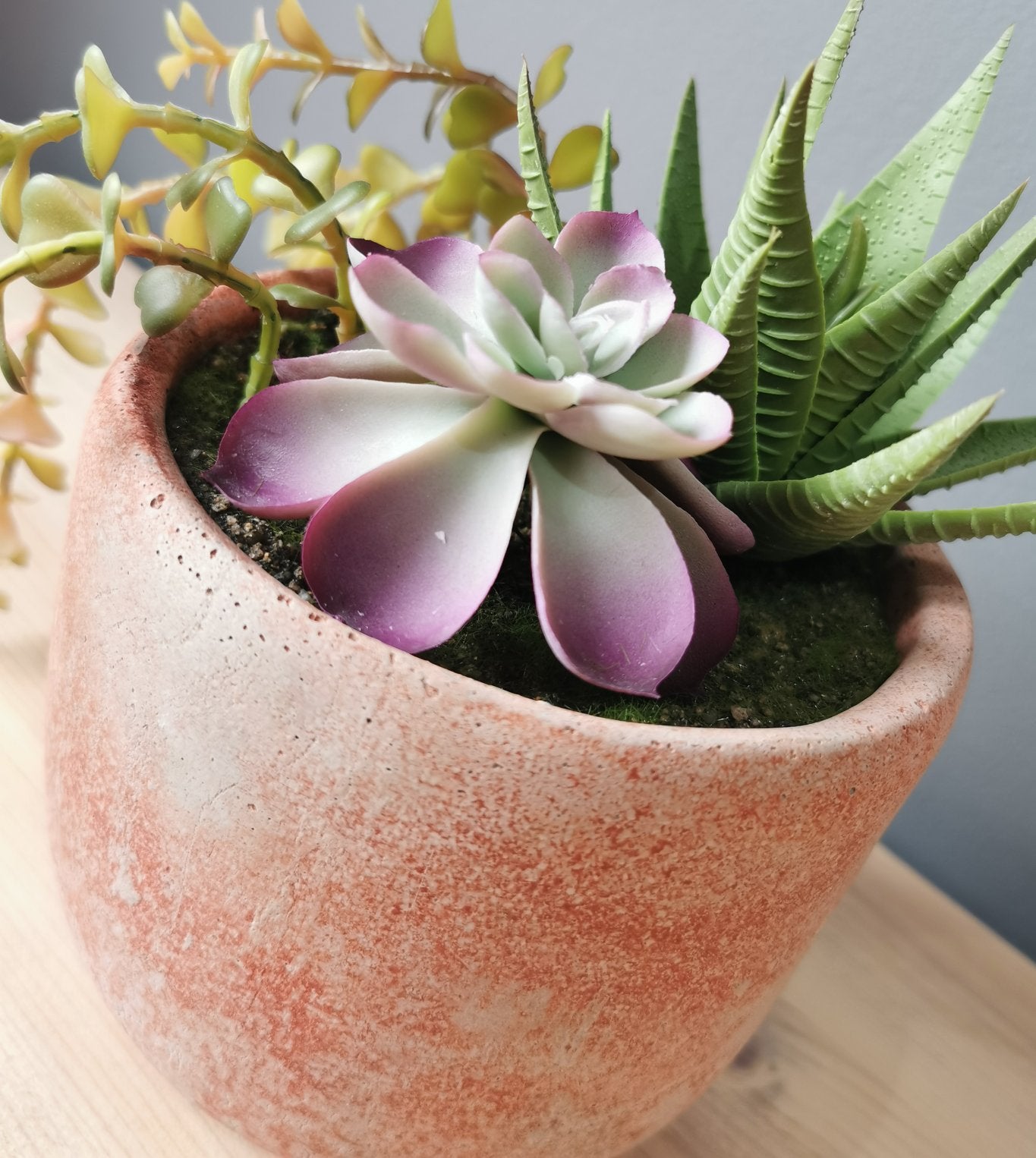 Succulent In Terracotta Stone Pot