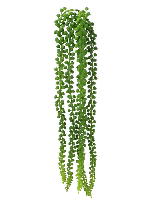 Trailing String Of Pearls (Medium)