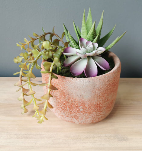Succulent In Terracotta Stone Pot